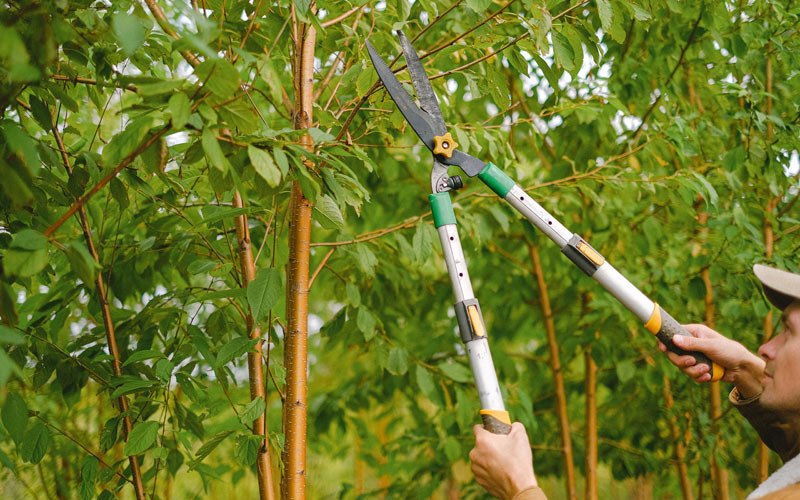 Tree trimming in Metlakatla, AK